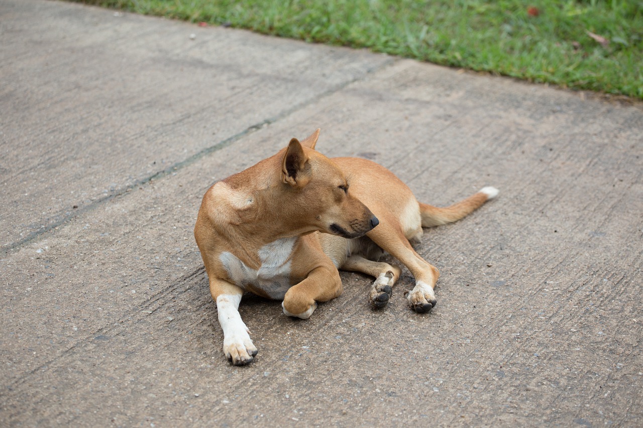 dog yellow lying on the ground free photo