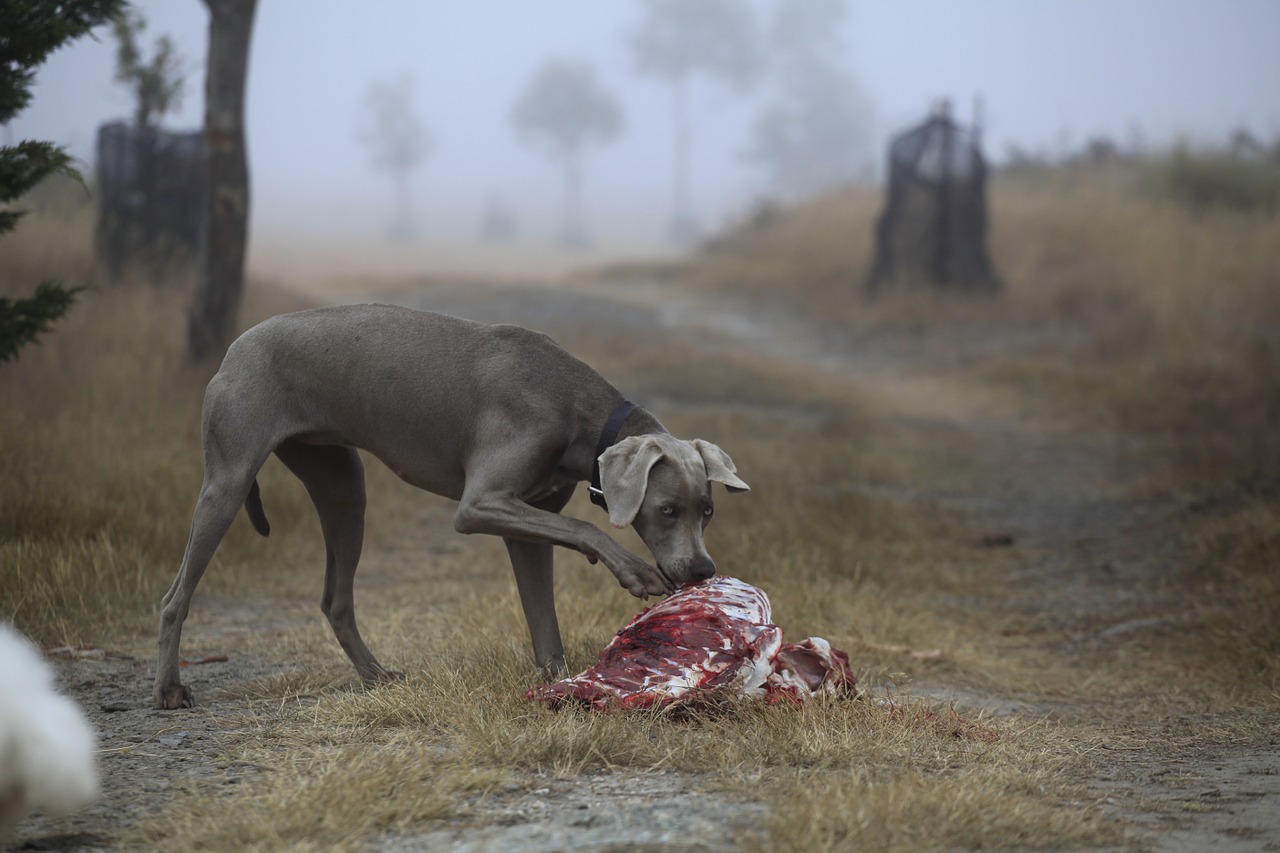 dog meat hunting free photo