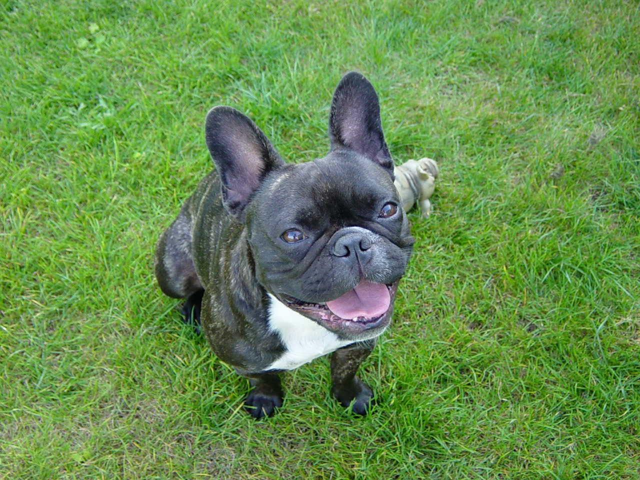 dog french bulldog pet free photo