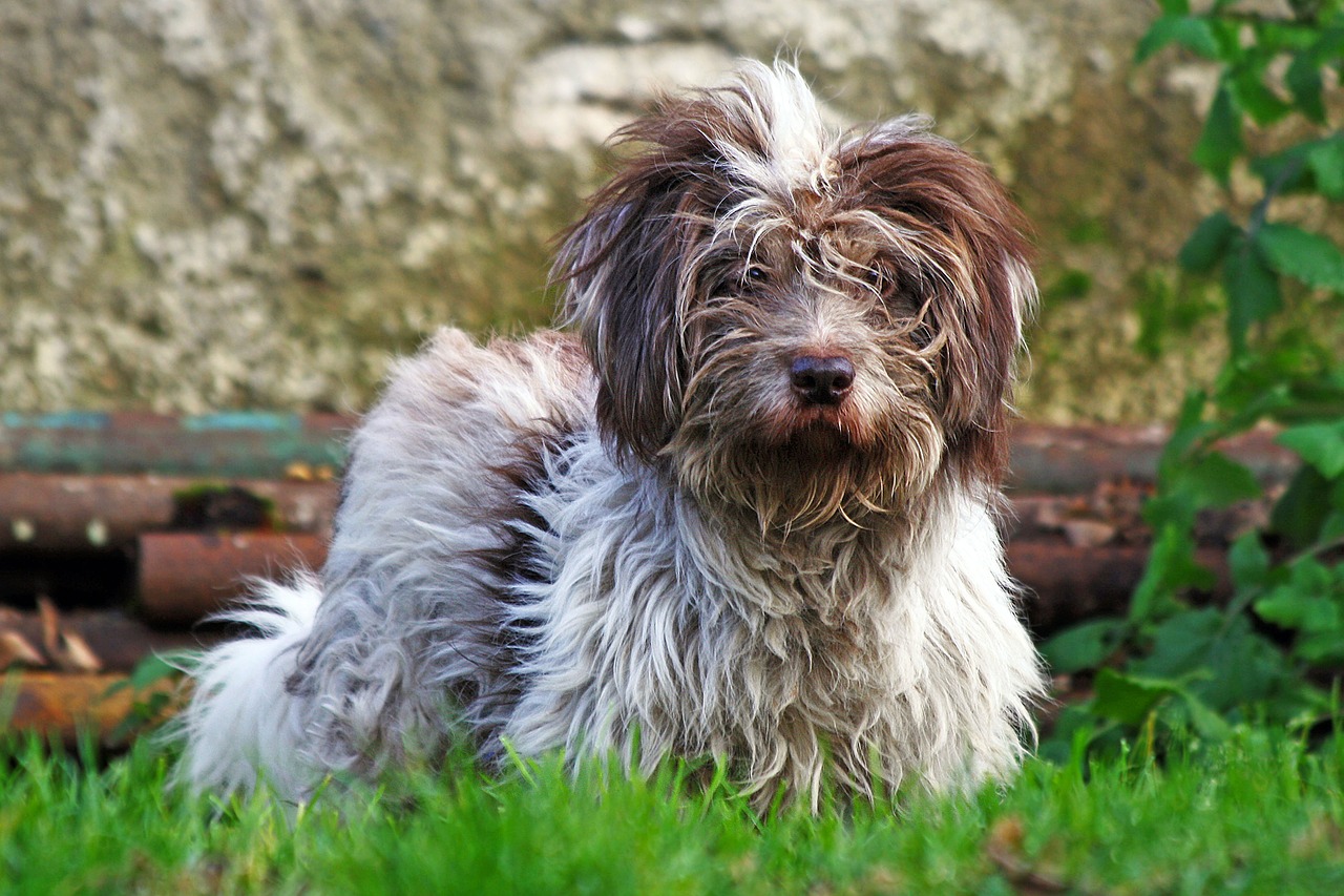 dog grass hair free photo