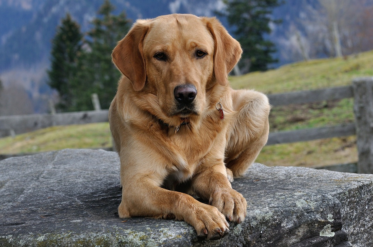 dog labrador fur free photo