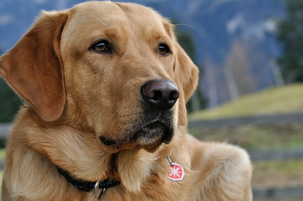 dog labrador close free photo