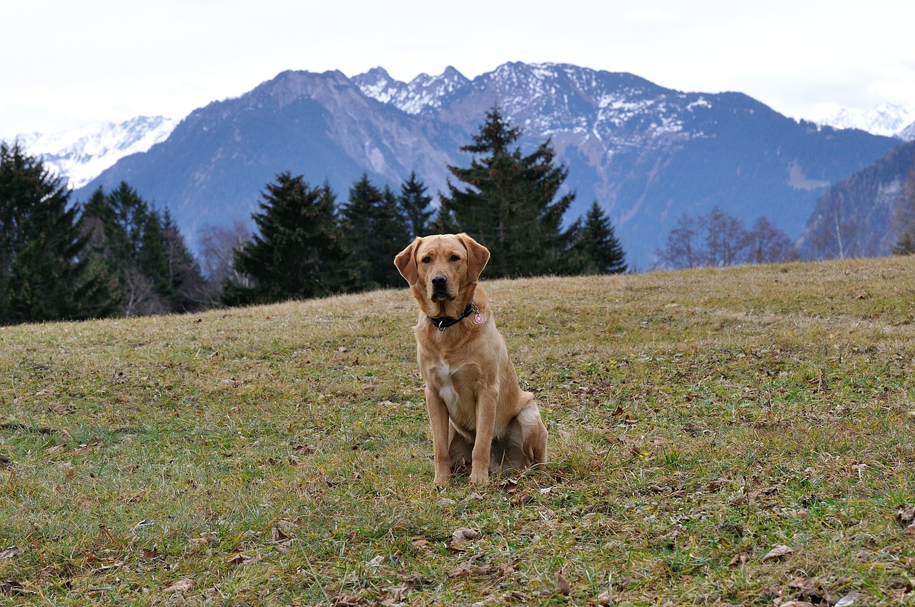 dog labrador meadow free photo