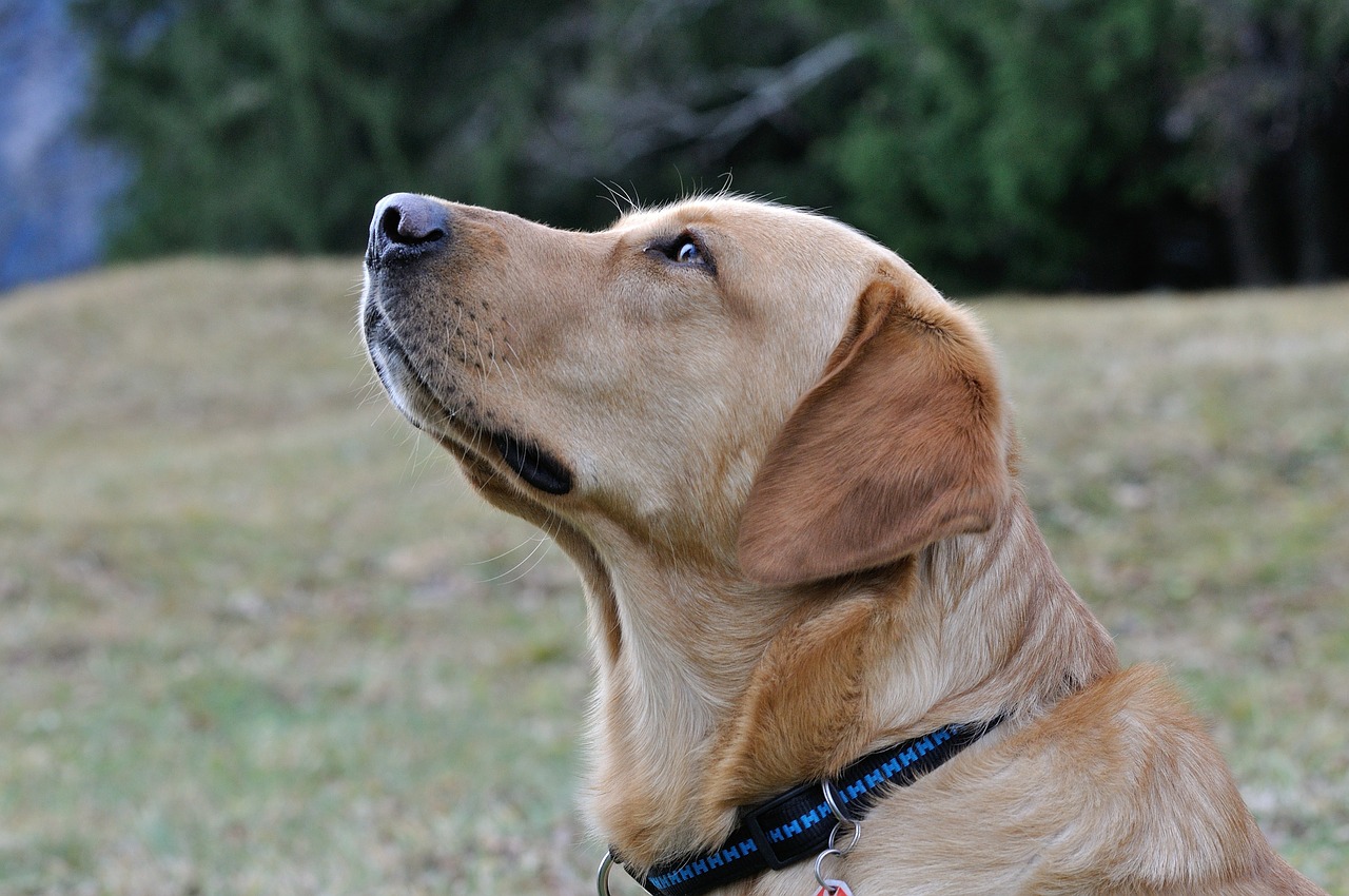 dog labrador head free photo