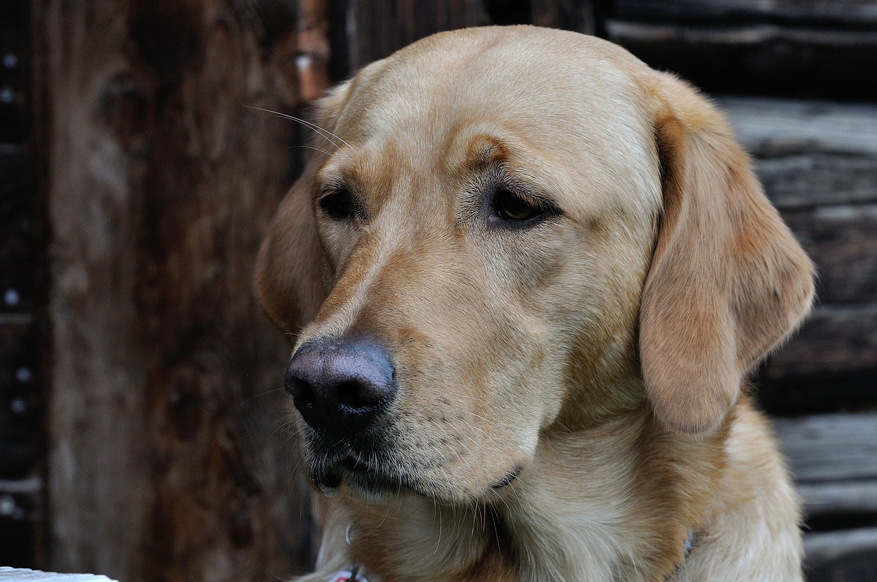 dog labrador head free photo