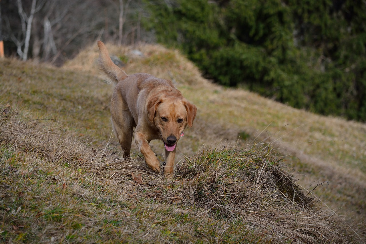 dog labrador in motion free photo