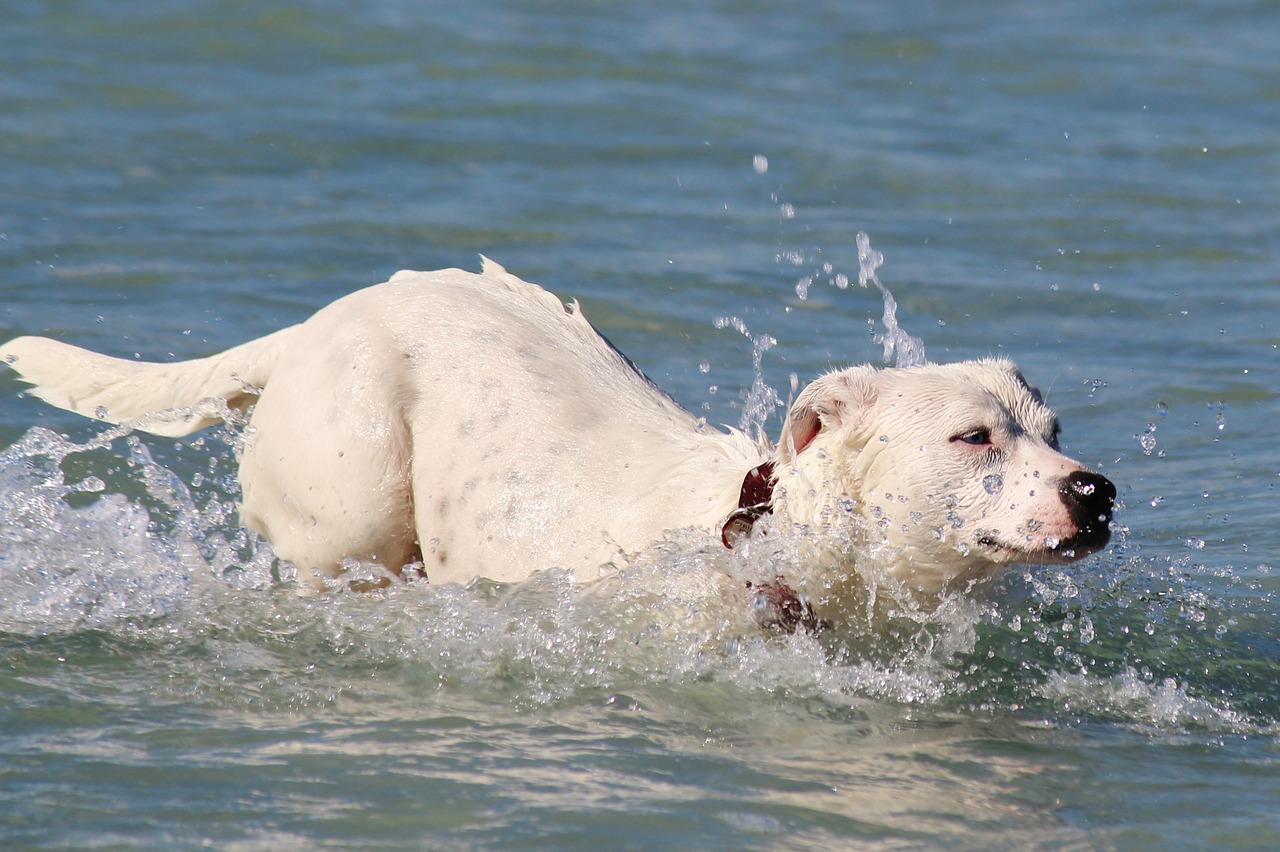 dog sea swim free photo