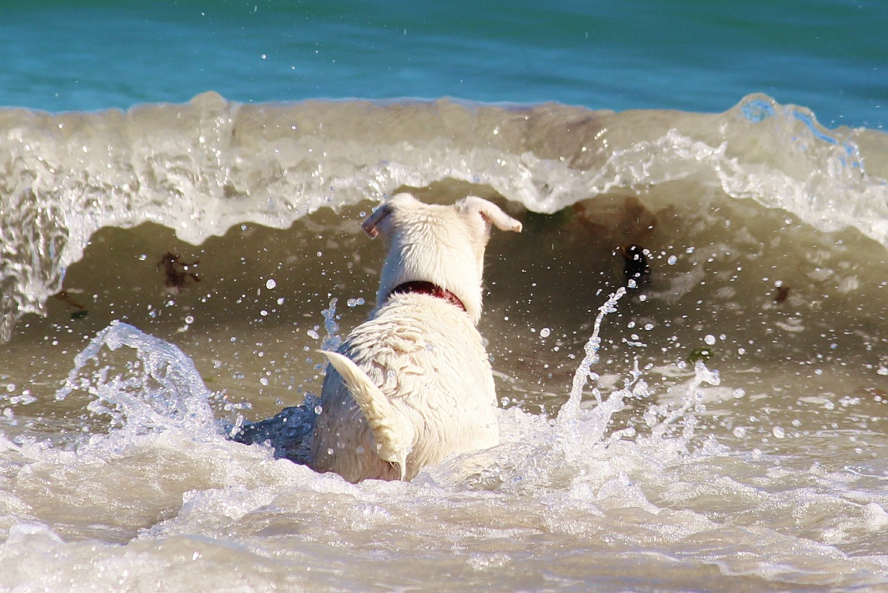 dog sea beach free photo