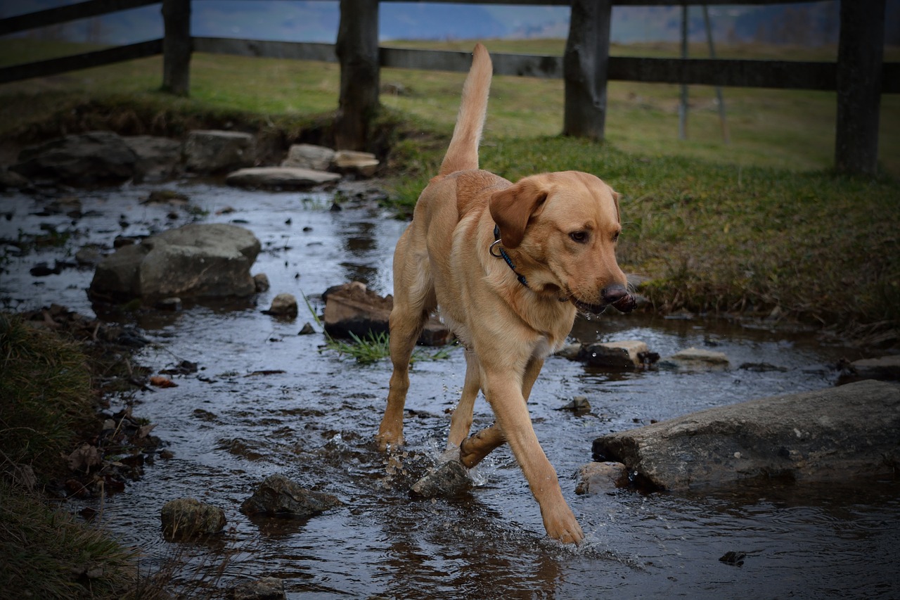 dog labrador water free photo