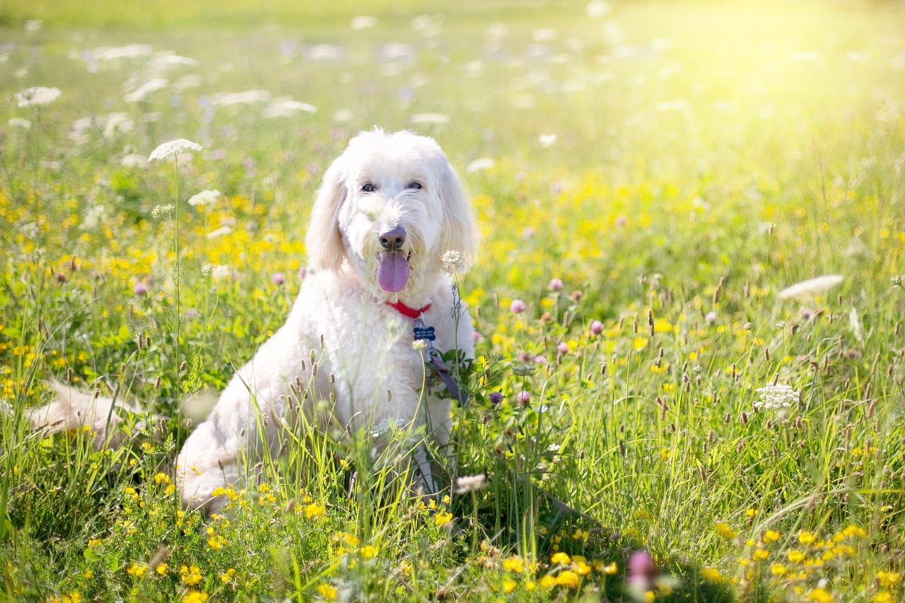 dog poodle pet free photo