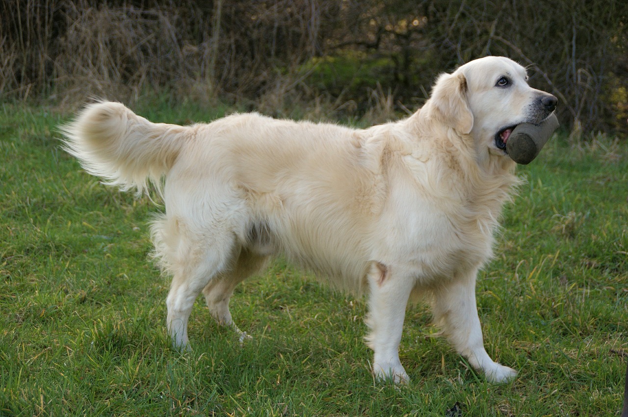 dog retriever golden retriever free photo