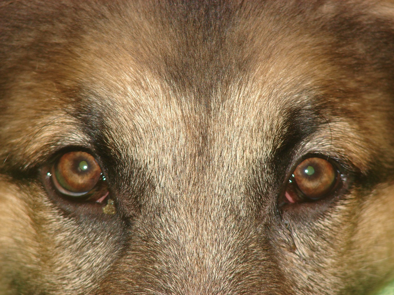 dog eyes german shepherd free photo