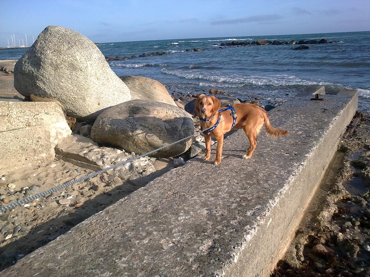 dog sea stone free photo