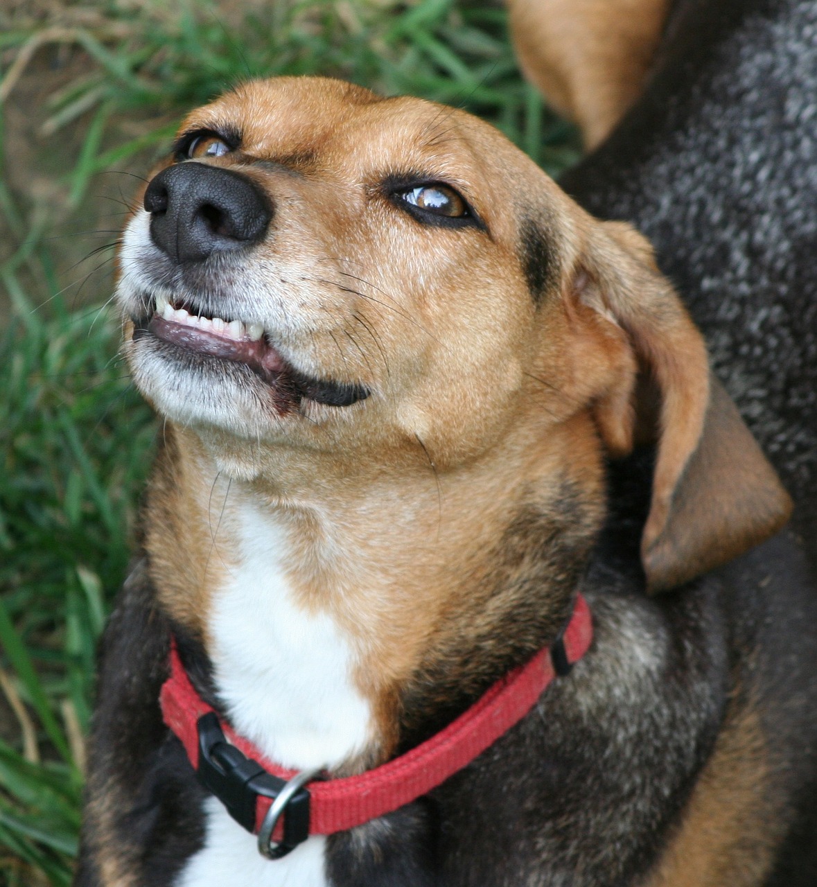 dog canine hound free photo