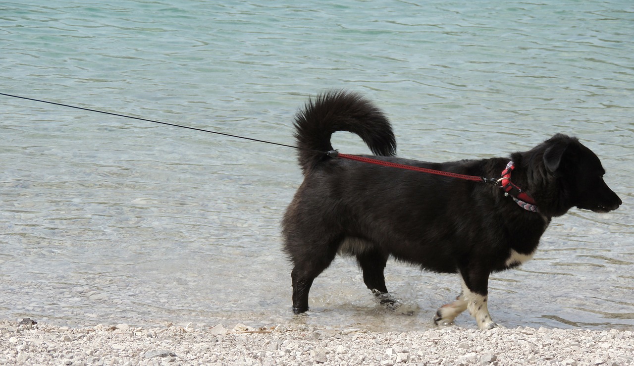 dog black leash free photo