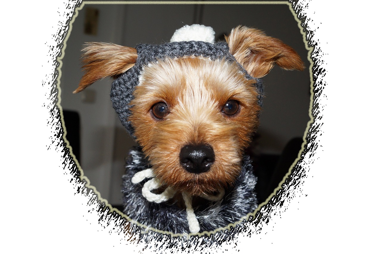 dog clothing yorkshire terriers free photo