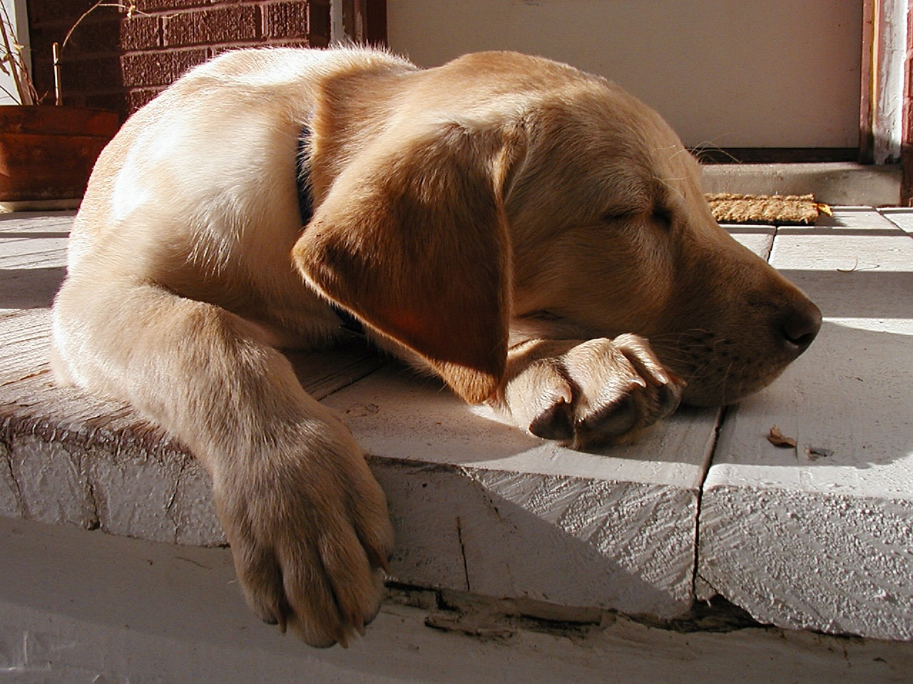 dog canine sleeping free photo