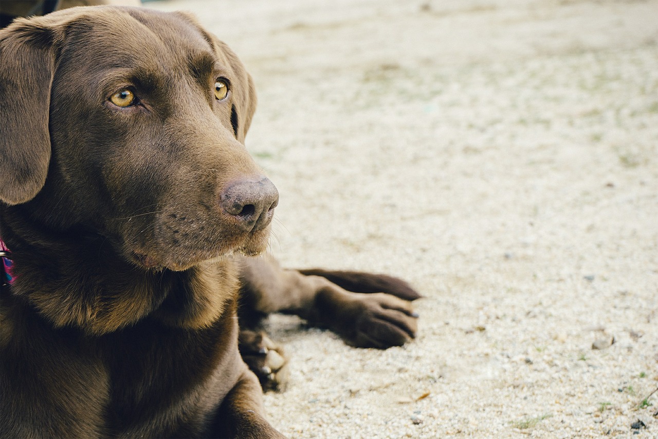 dog labrador pet free photo