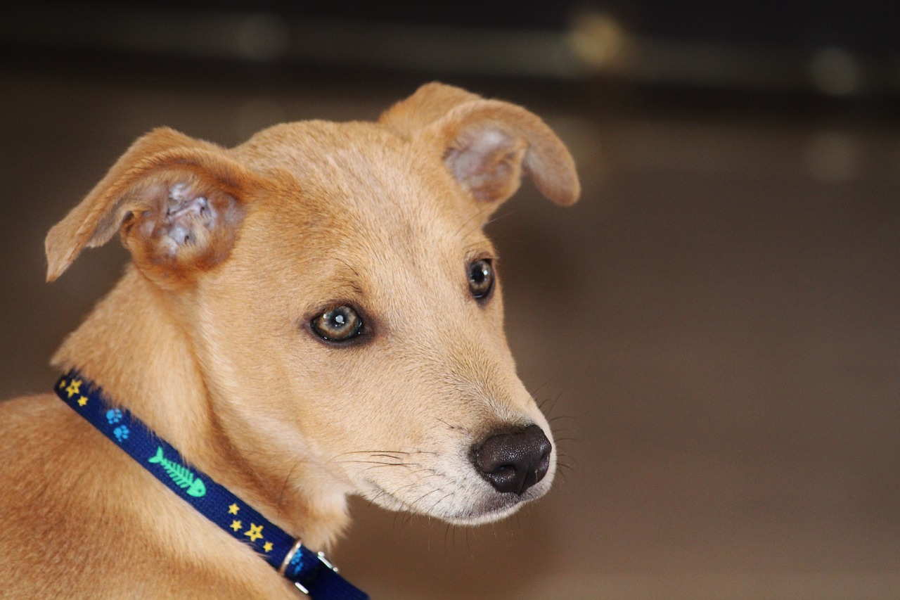 dog puppy light brown free photo