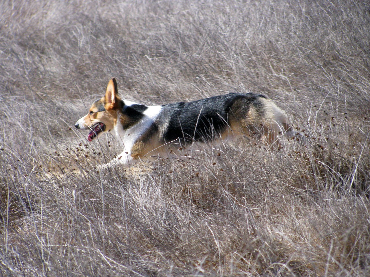 dog running corgi free photo