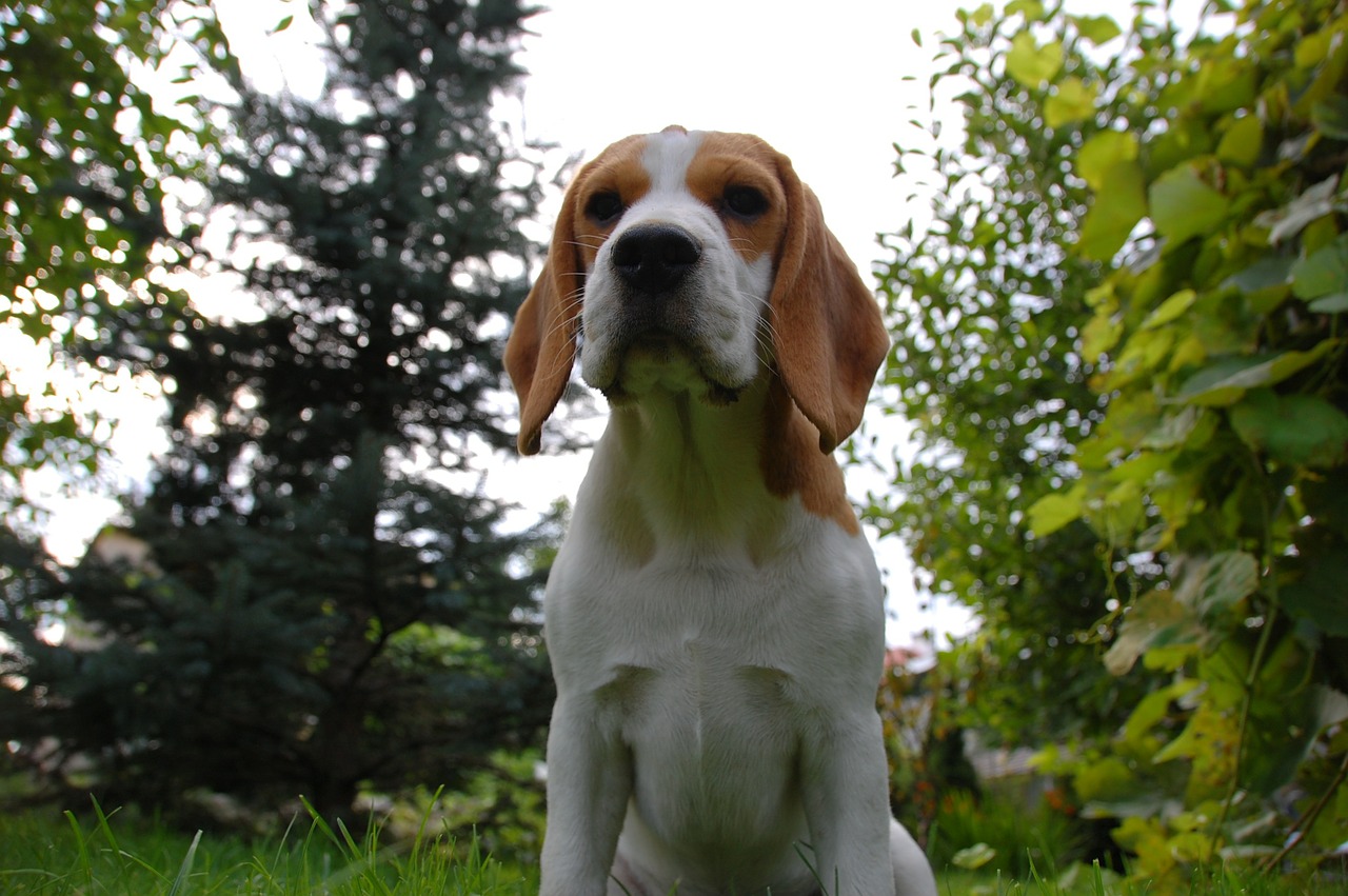 dog puppy beagle free photo