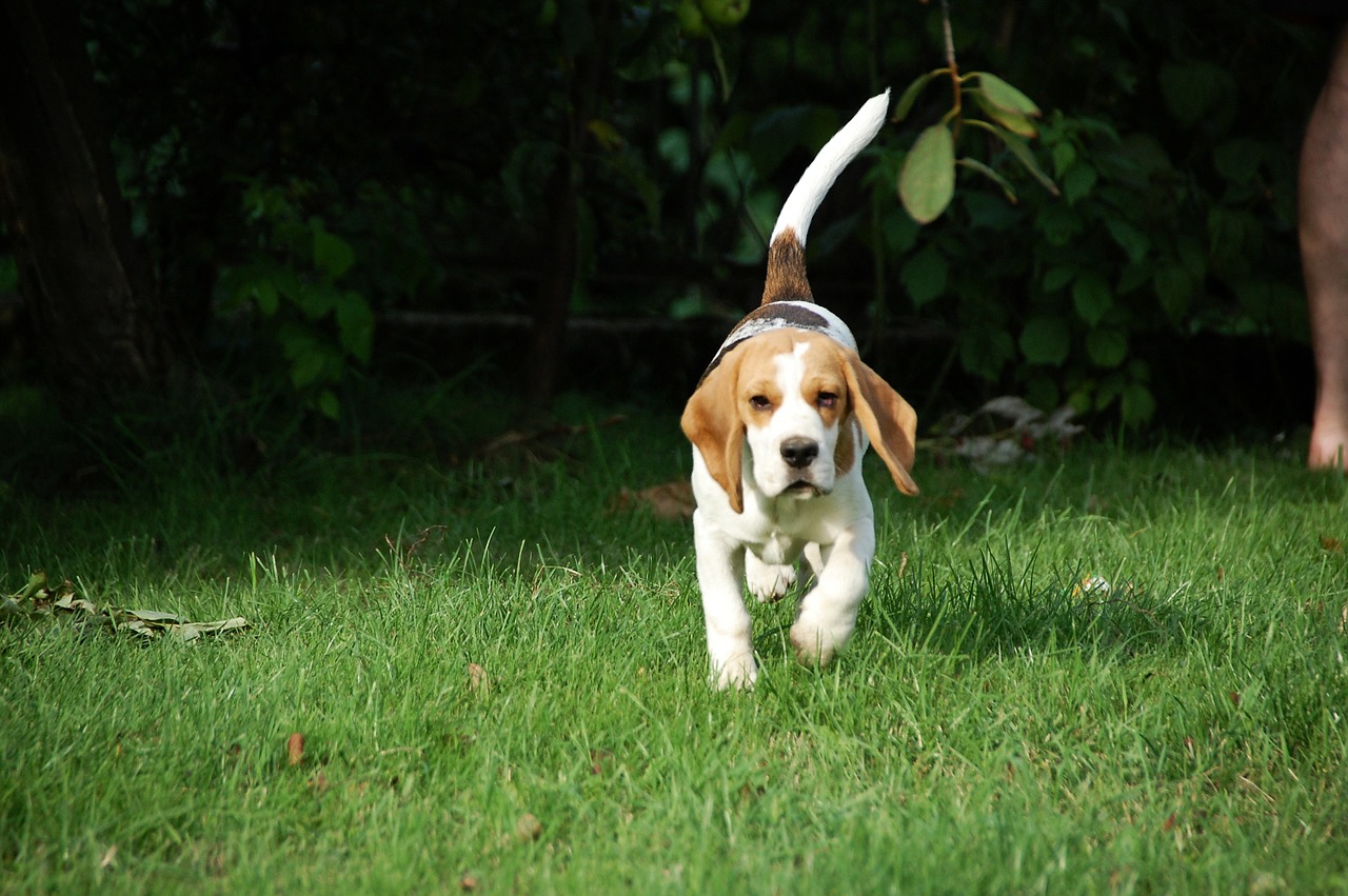 dog puppy beagle free photo