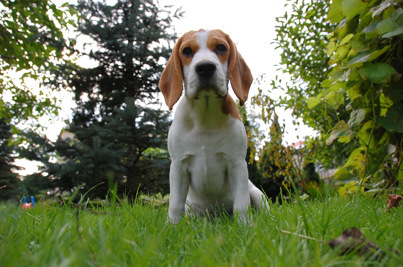 dog puppy beagle free photo