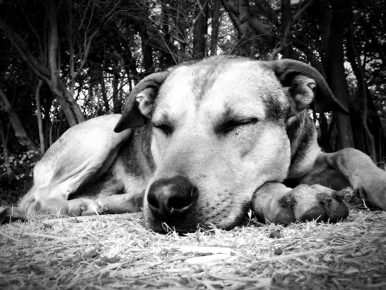 dog sleeping siesta free photo