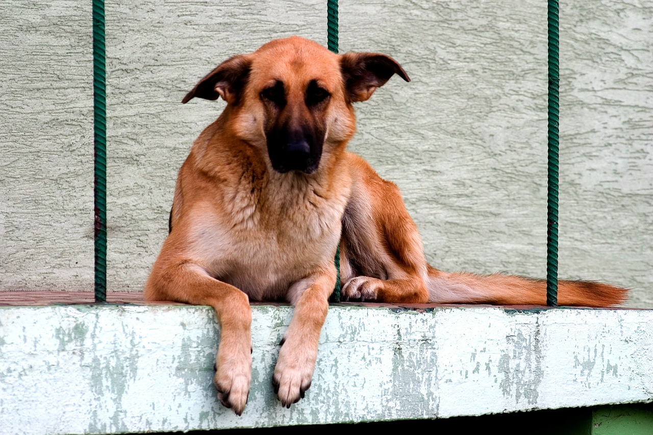 dog schäfer dog german shepherd free photo