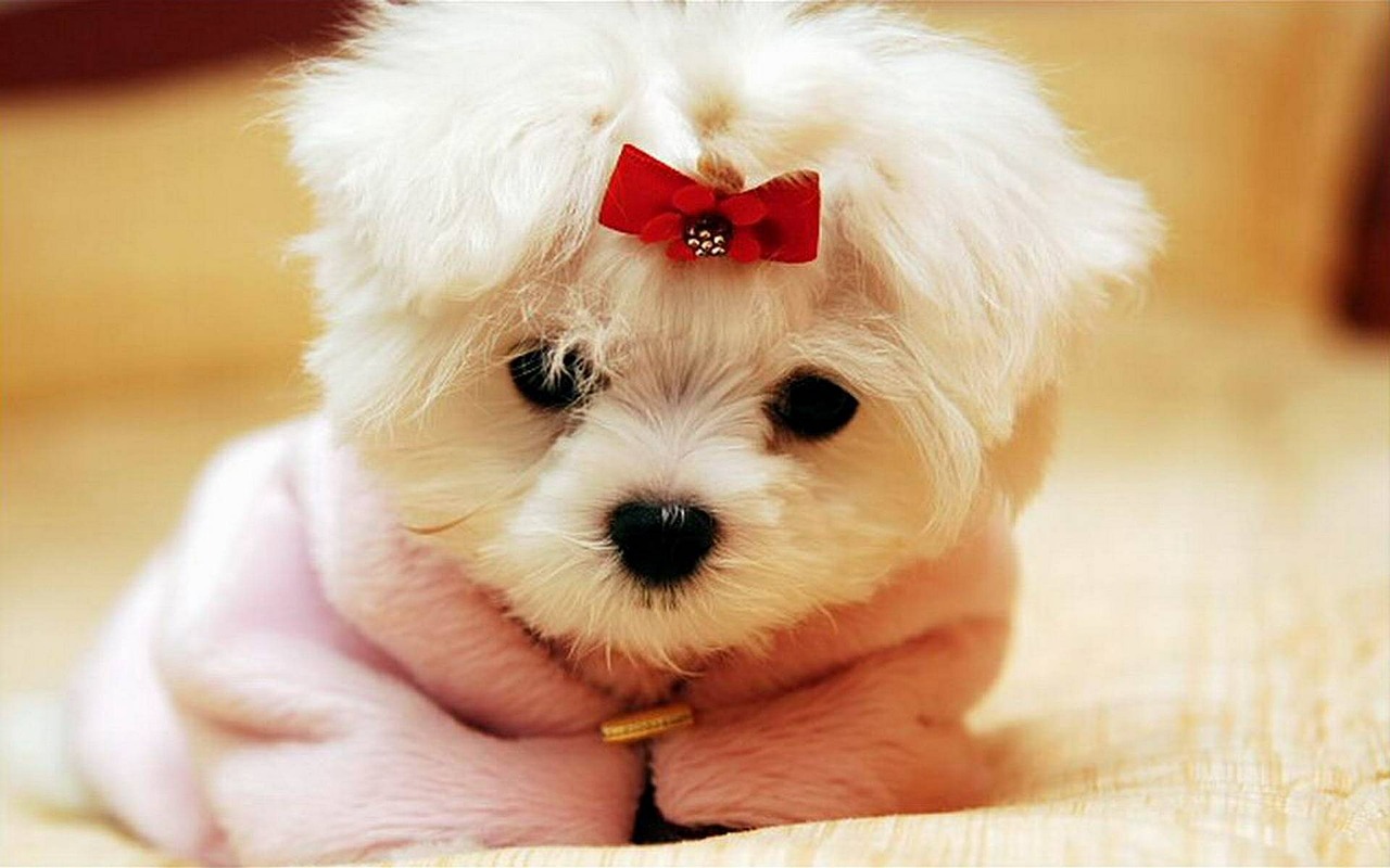 dog pet cute free photo