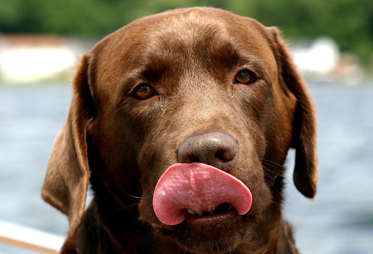 dog canine labrador retriever free photo