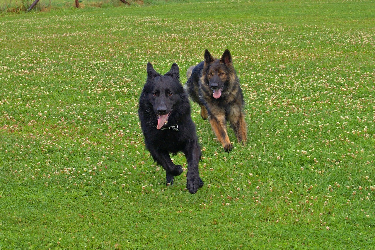 dog dogs old german free photo