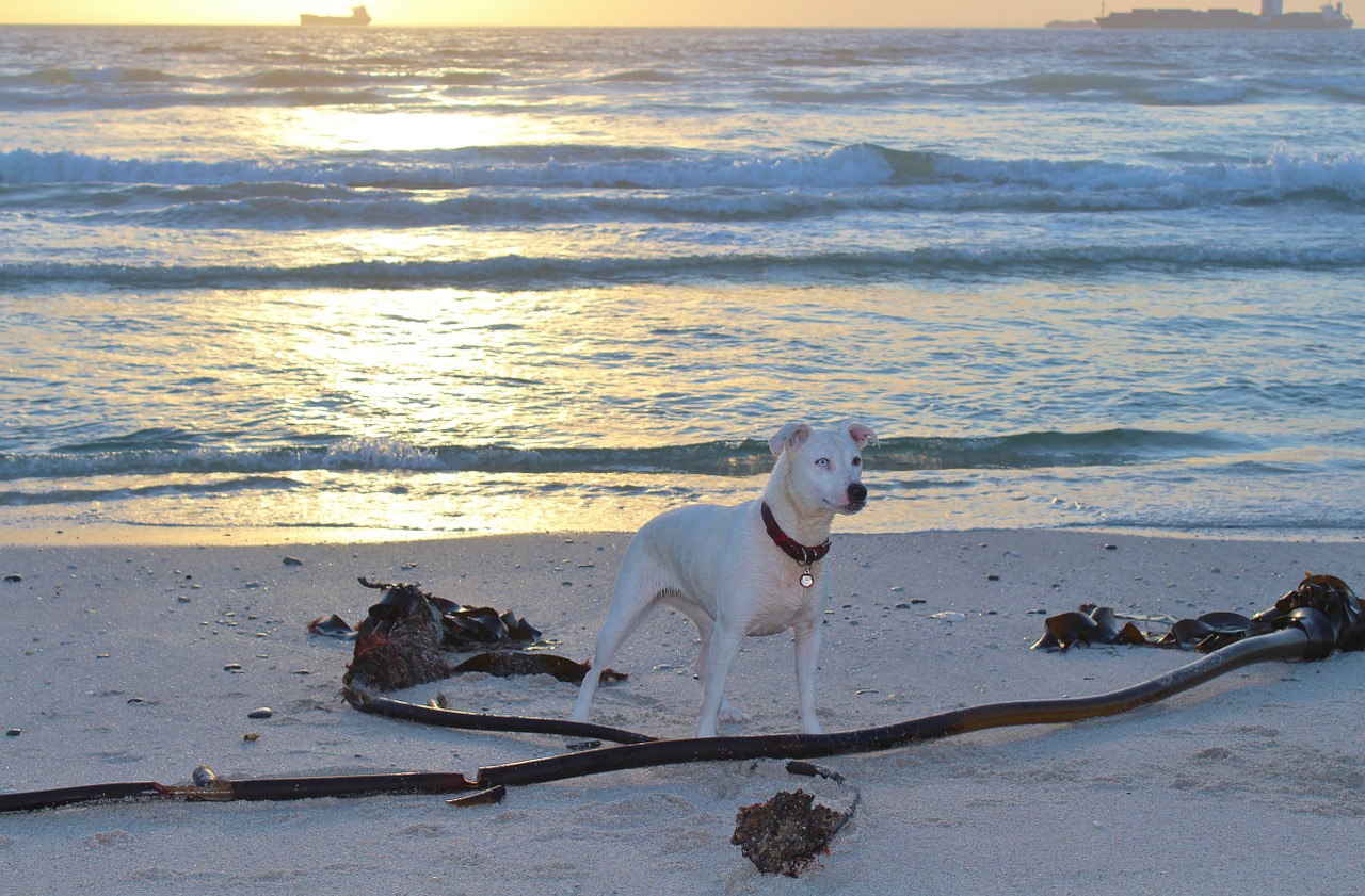dog beach play free photo