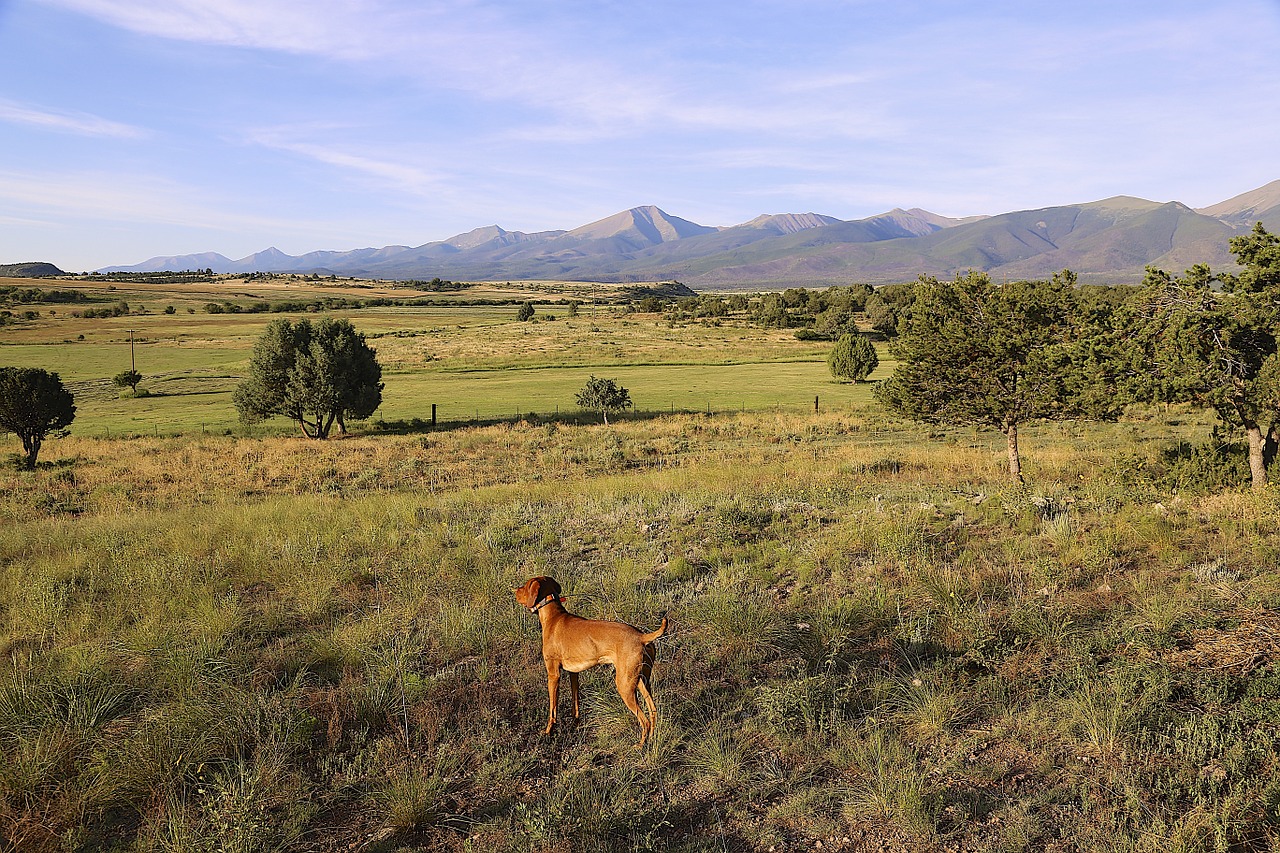 dog colorado countryside free photo