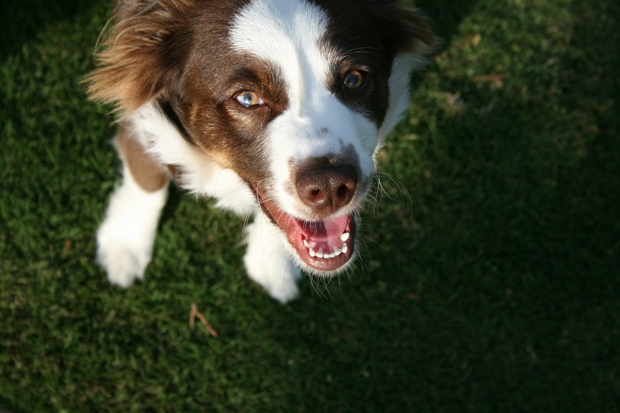 dog pet looking up free photo