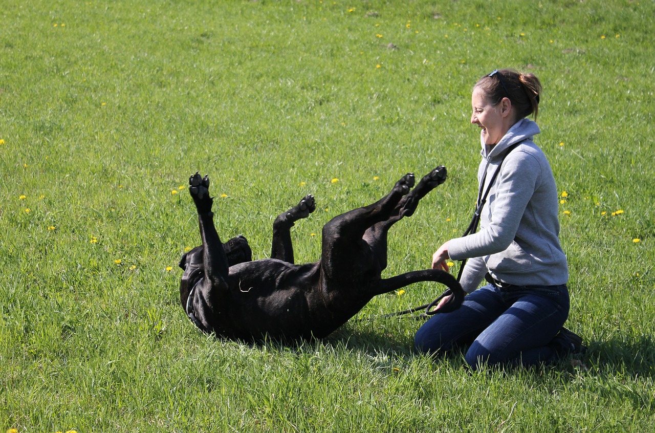 dog friends meadow free photo