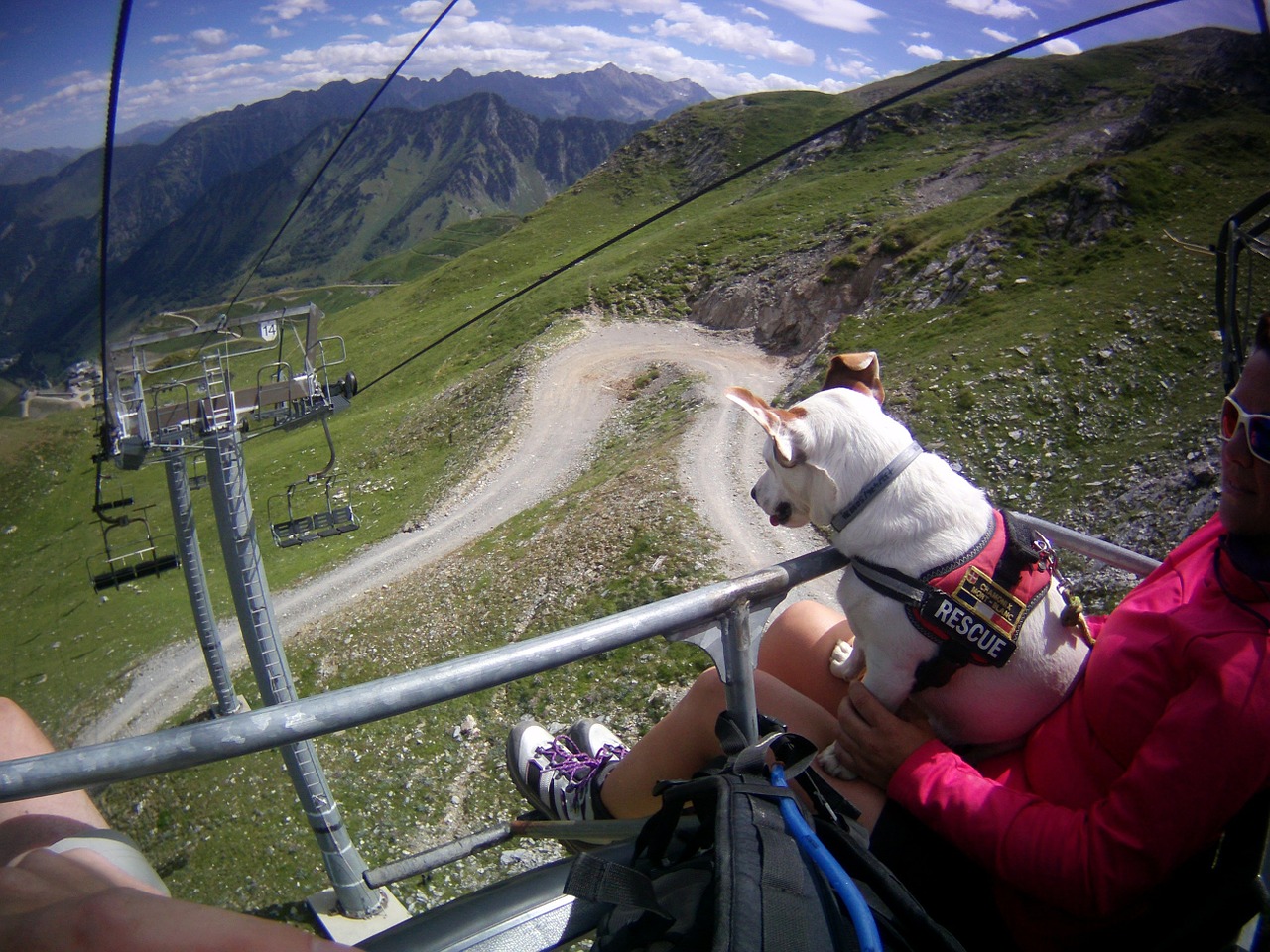 dog chairlift mountains free photo