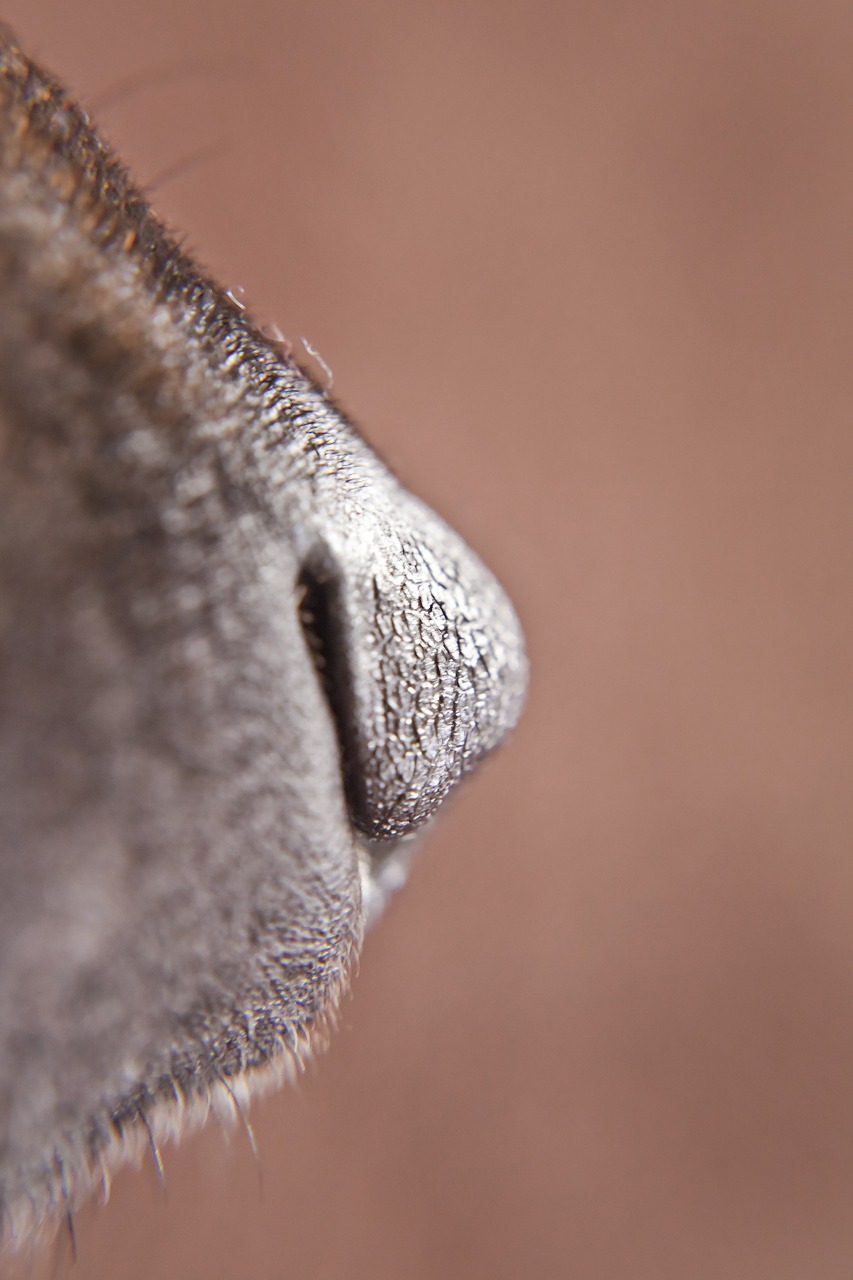 dog nose snout free photo