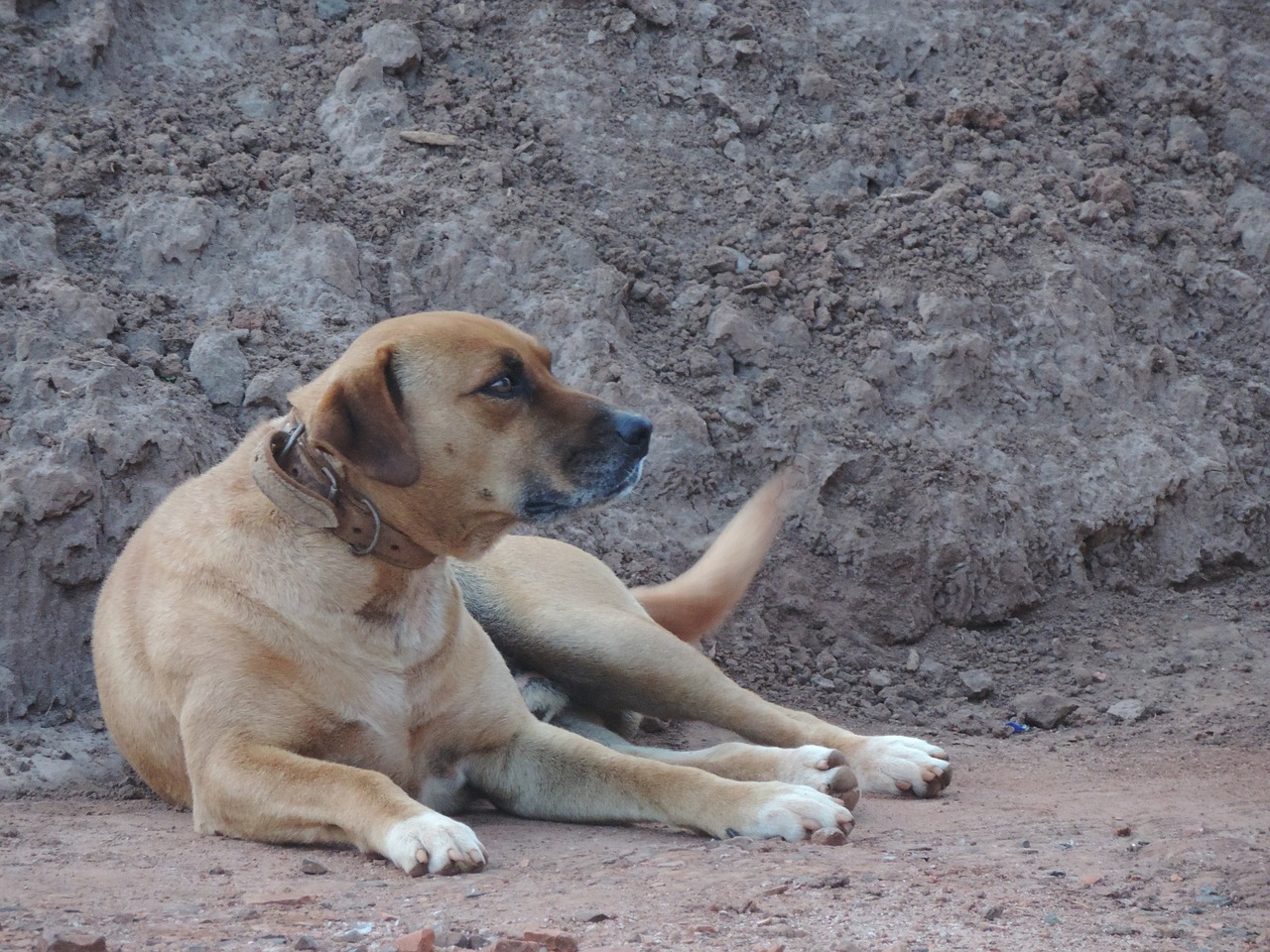 dog retro sand free photo