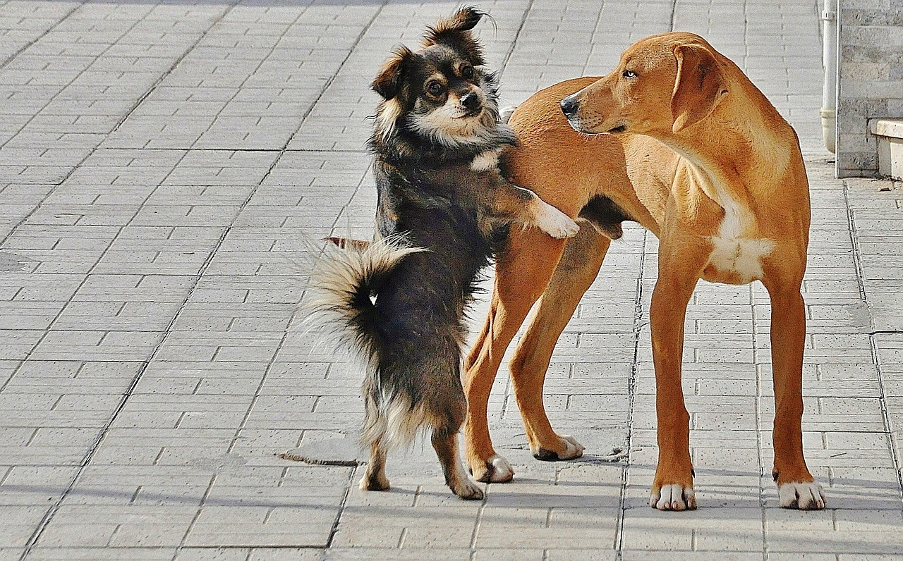 dog golden golden retriever free photo