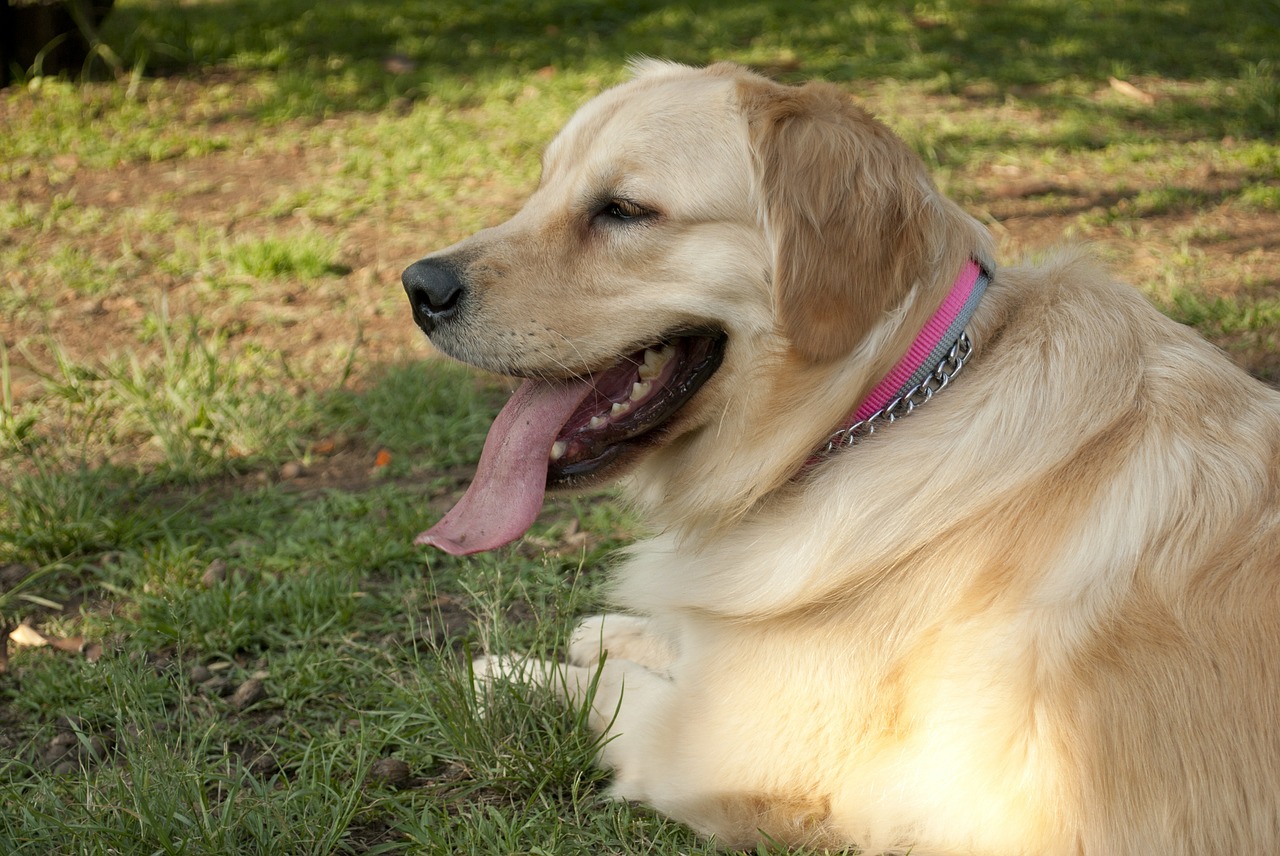 dog mascot labrador free photo