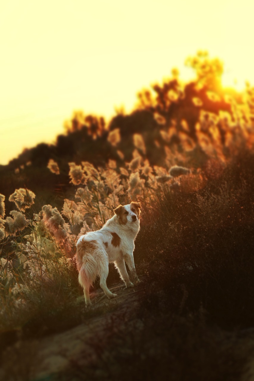 dog sunset orange free photo