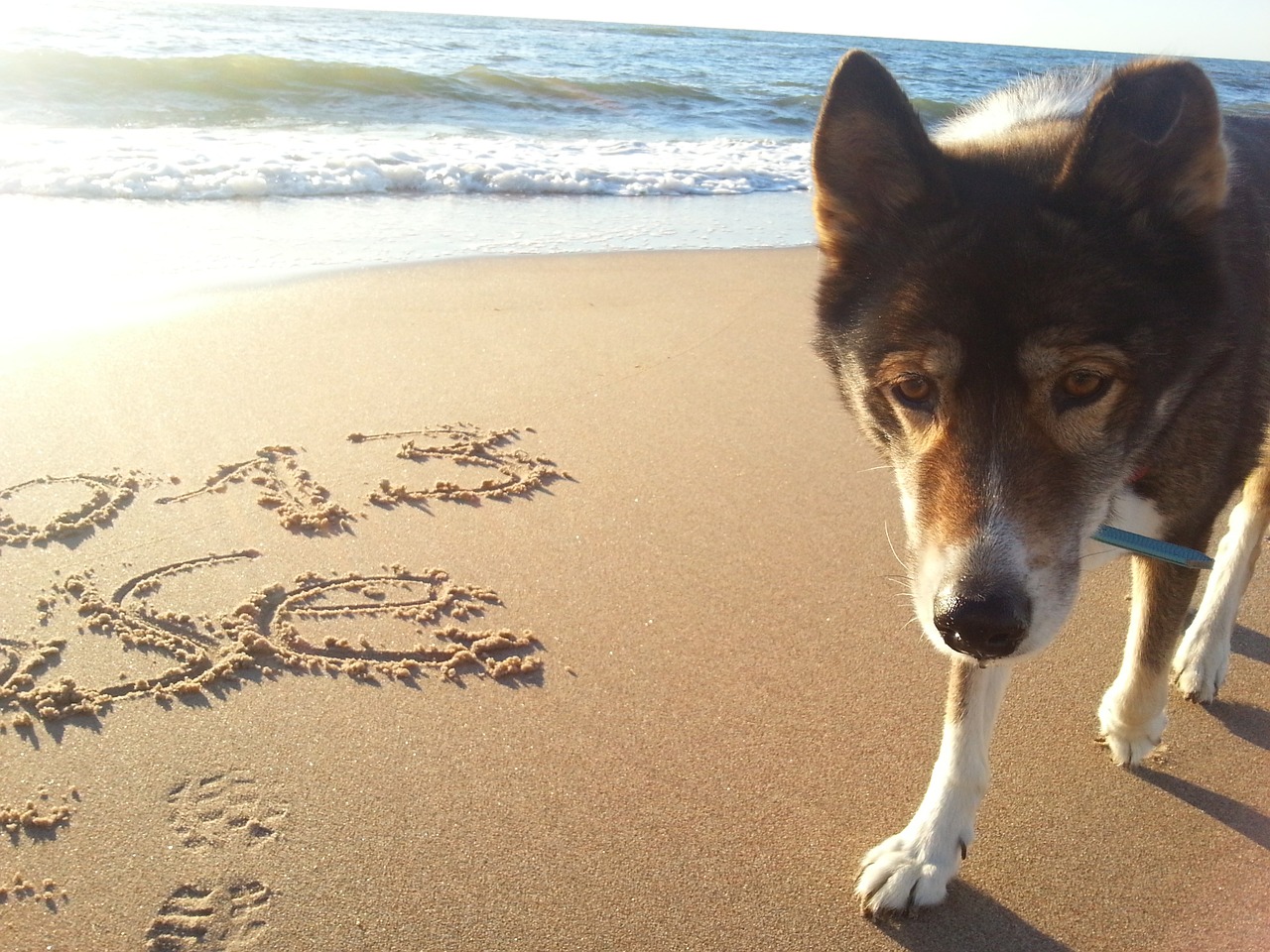 dog beach sea free photo