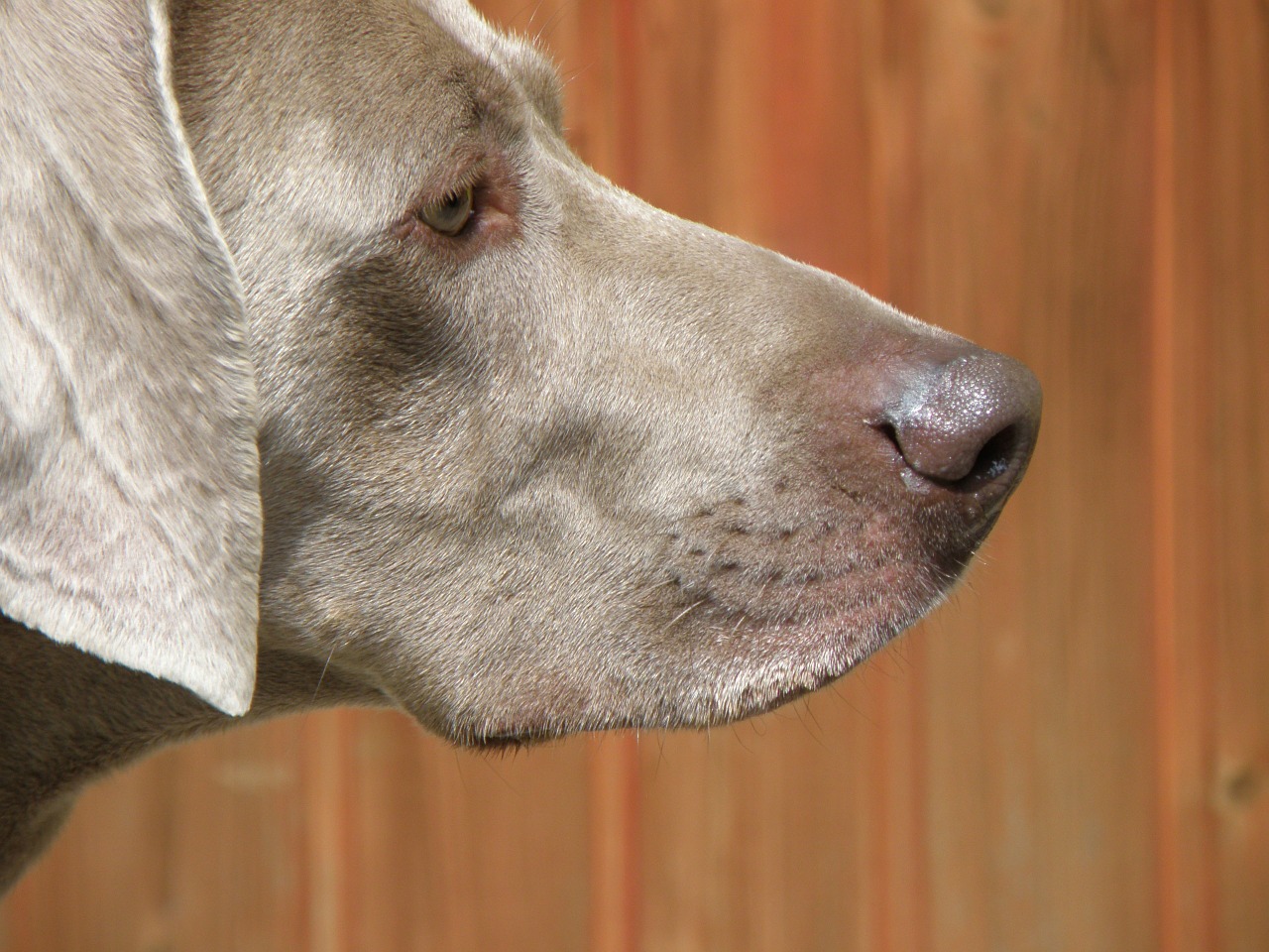 dog snout portrait free photo