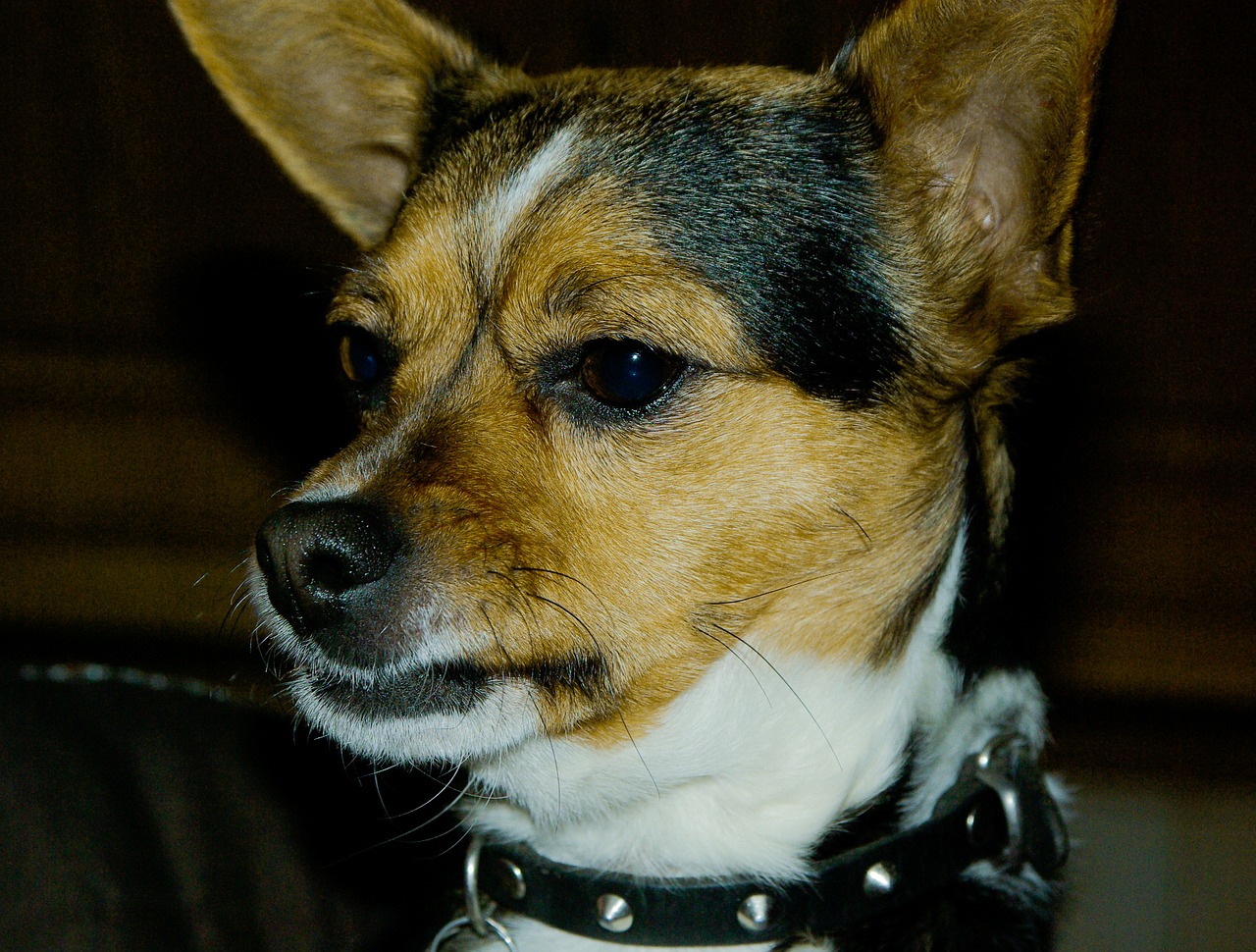 dog domestic animal necklace free photo