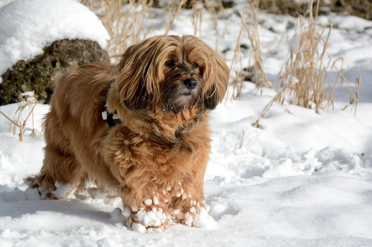 dog animal winter free photo