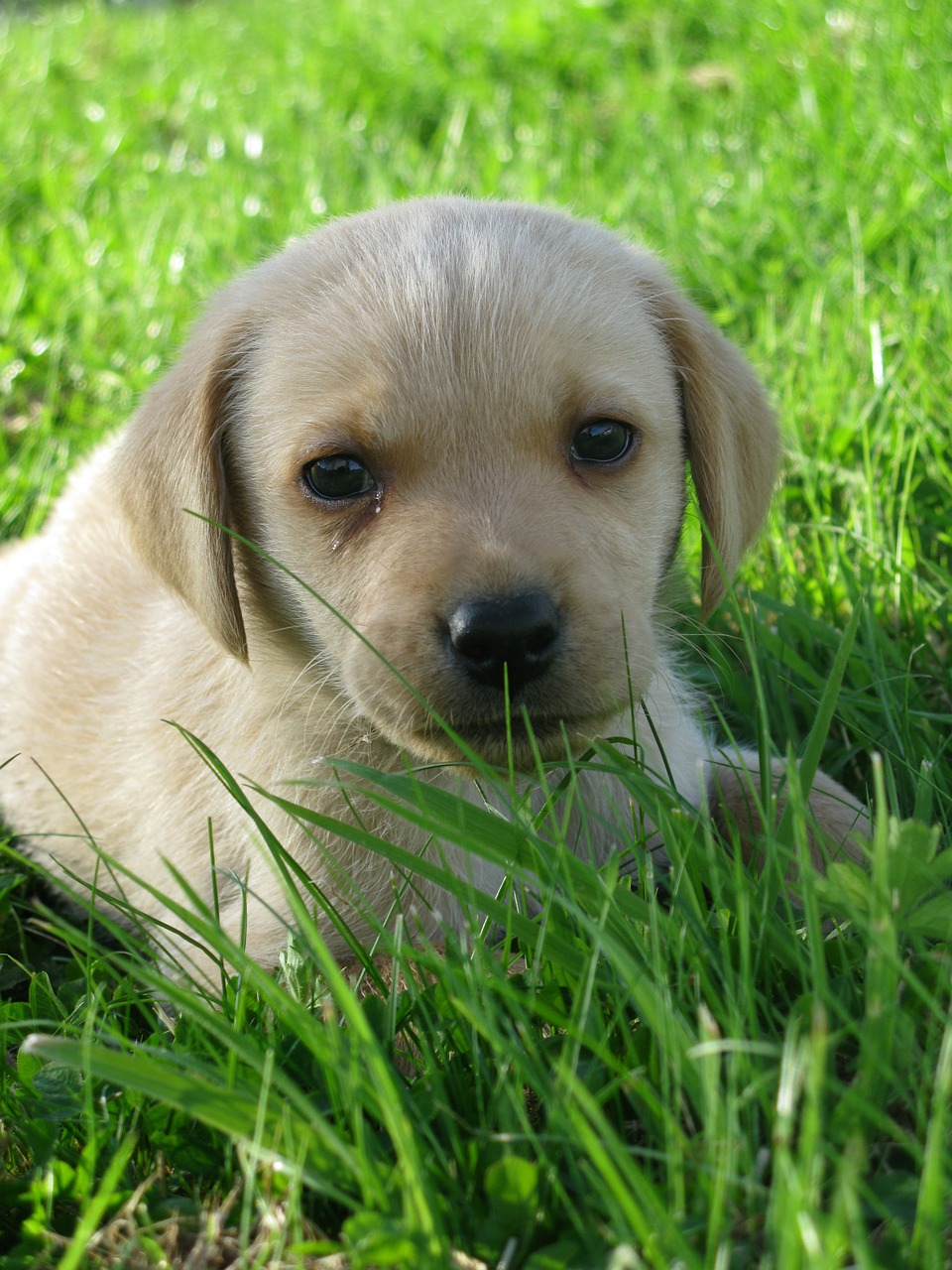 dog golden labrador free photo