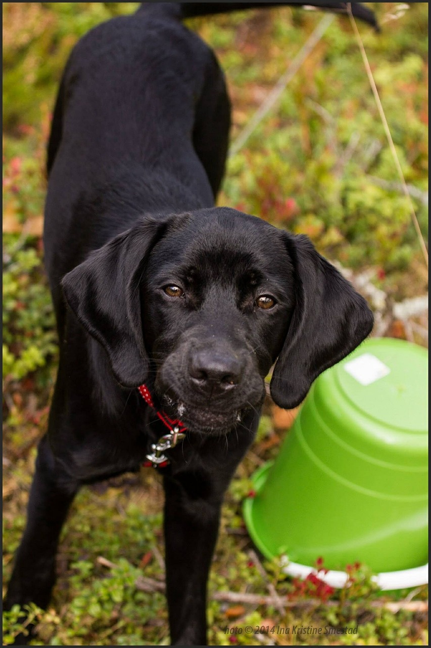 dog black gordon after free photo