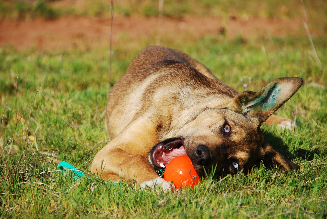 dog puppy junghans free photo