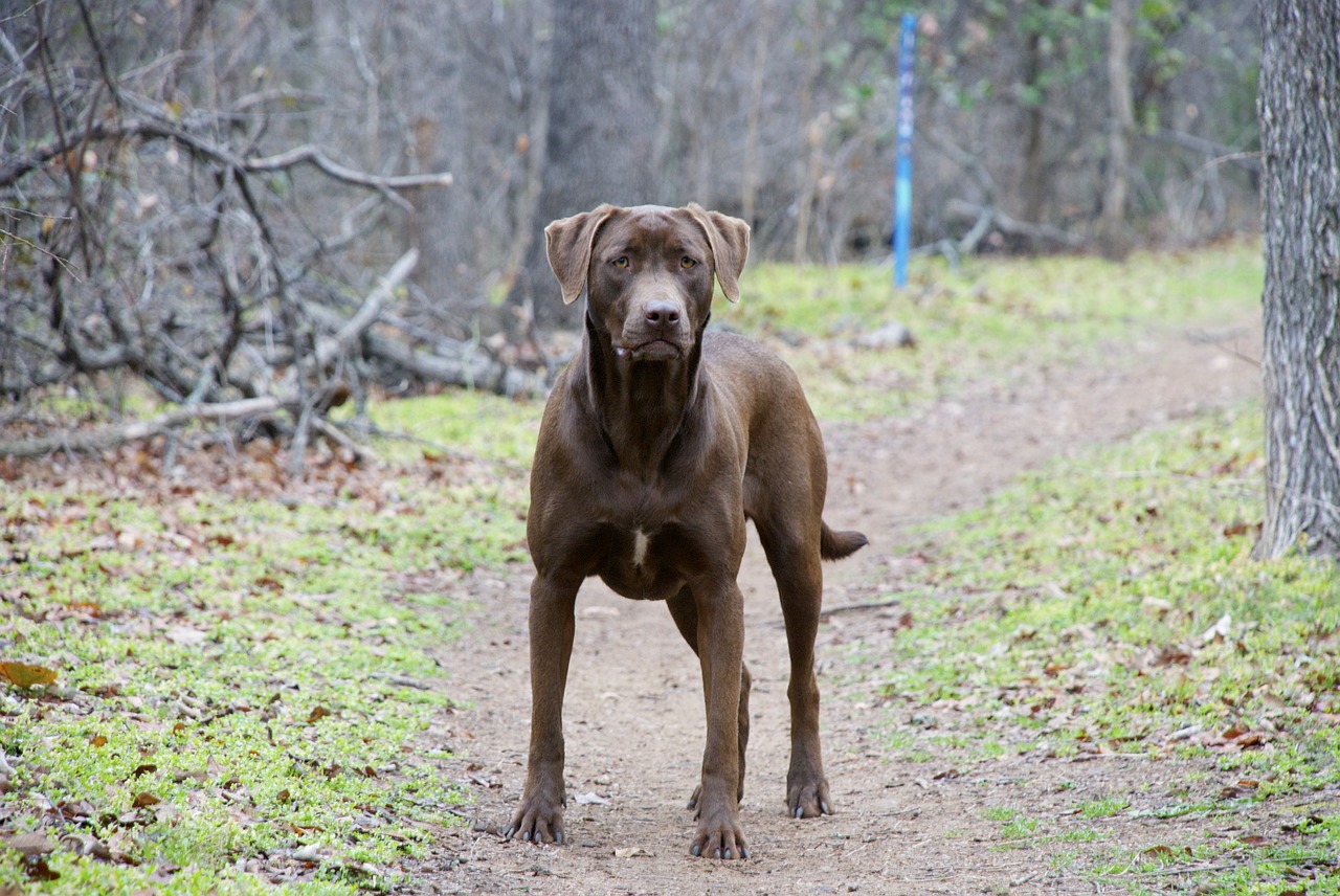 dog retriever labrador free photo